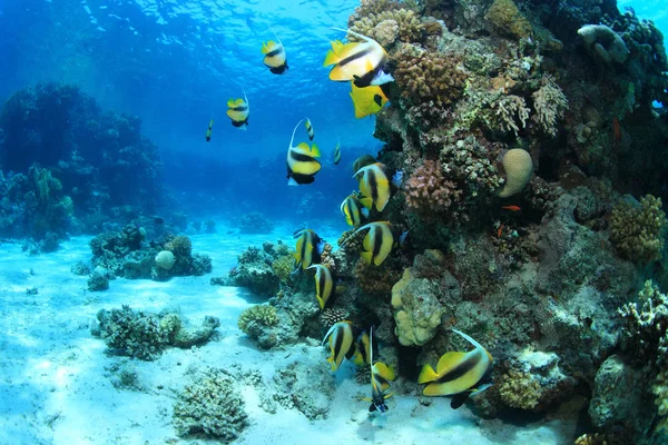 Barriera corallina tropicale e pesci colorati — Foto Stock