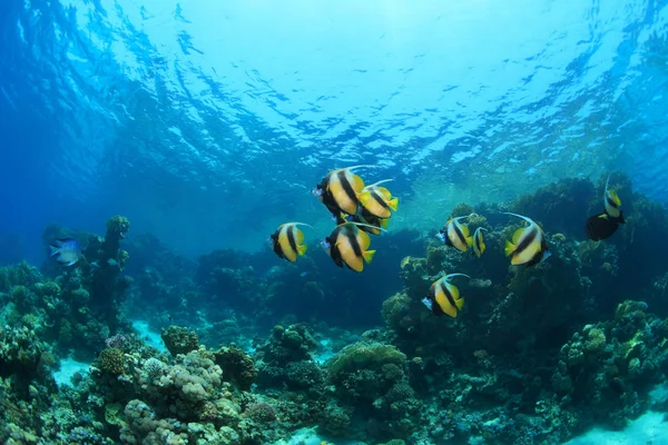 Tropische Korallenriffe und bunte Fische — Stockfoto