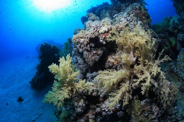 Barriera corallina tropicale e pesci colorati — Foto Stock