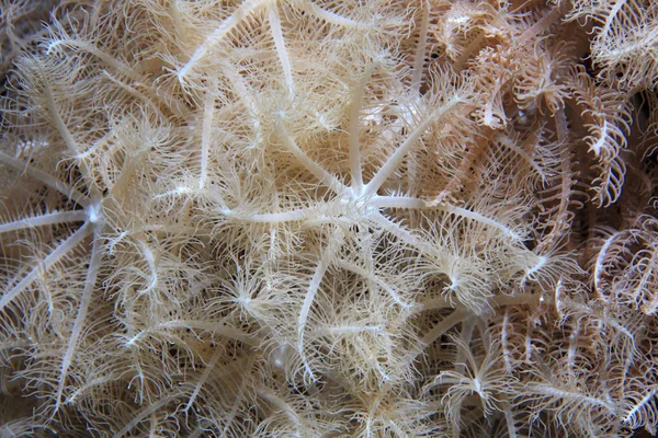 Anthelia miękki Koral polipy — Zdjęcie stockowe