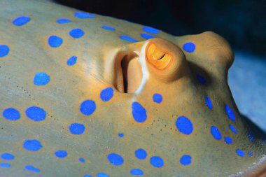 Bluespotted ribbontal stingray