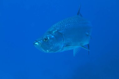 tarpon balığı