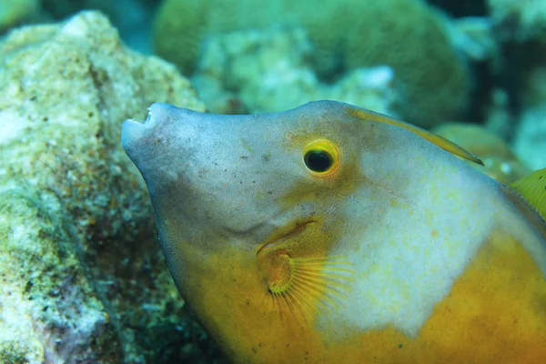 Americký filefish bělavý — Stock fotografie