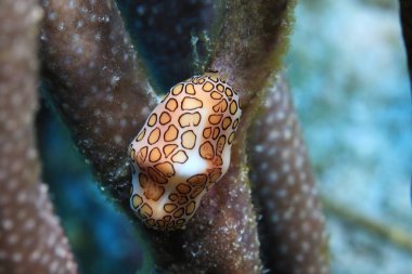 Flamingo dil salyangoz 