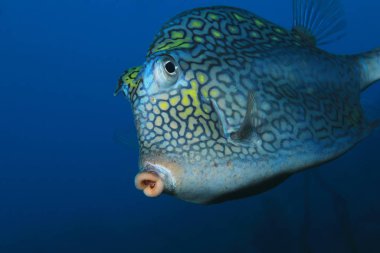 petek cowfish