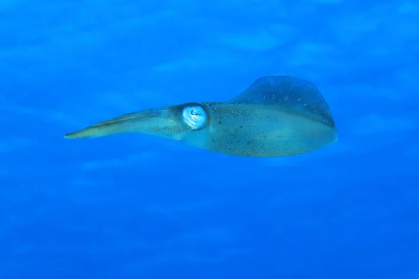 Caribbean reef squid — Stock Photo, Image