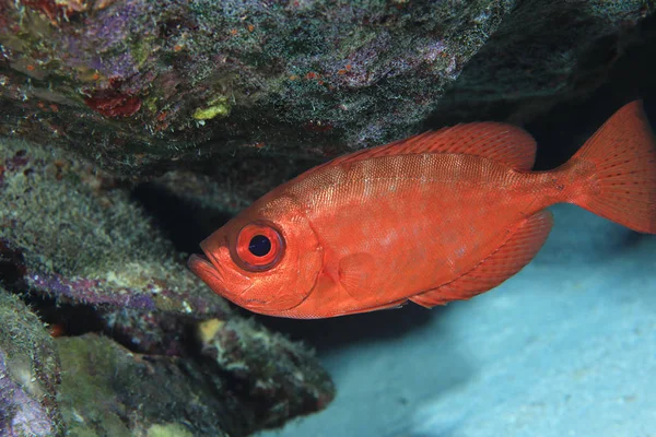 Glasseye snapper fish — Stock Photo, Image