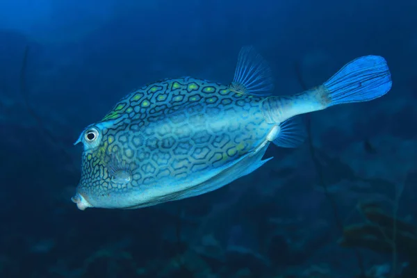 Honeycomb cowfish — Stock Photo, Image