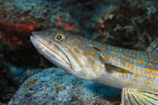 Sand diver lizardfish — Stock Photo, Image