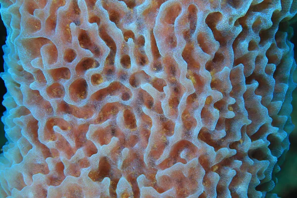 Gąbka morska karaibska — Zdjęcie stockowe