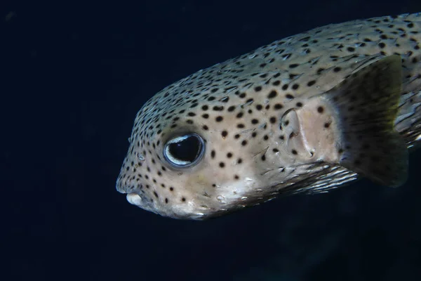 Black spotted porcupinefish — Stock Photo, Image