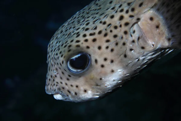 Black spotted porcupinefish — Stock Photo, Image