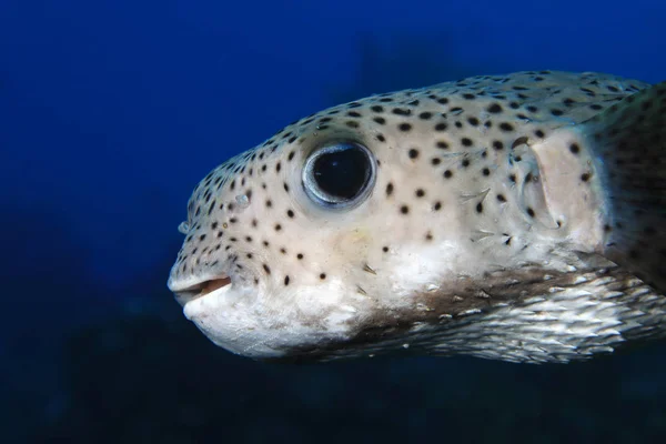 Black spotted porcupinefish — Stock Photo, Image