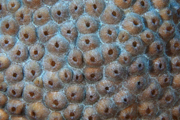 Primer plano de la estructura de coral — Foto de Stock