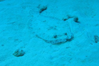 Tavuskuşu balığı.