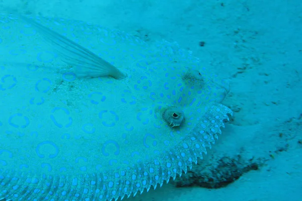 Riikinkukkokampelakalat — kuvapankkivalokuva
