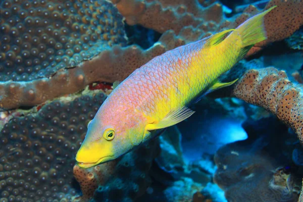 Spanish Hogfish Bodianus Rufus Underwater Caribbean Sea Bonaire — Stock Photo, Image