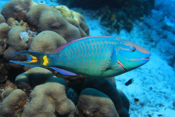 Stoplight Parrotfish Sparisoma Viride Underwater Tropical Caribbean Sea Bonaire — Stock Photo, Image