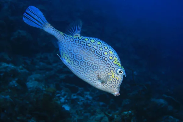 Cepillo Abeja Acanthostraction Polygonius Bajo Agua Mar Caribe Tropical — Foto de Stock