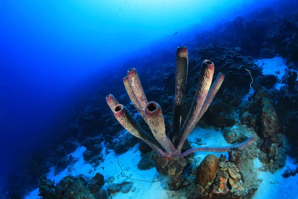 在博内尔湾的加勒比海中的水下蒸汽管海绵 Aplysina Archeri — 图库照片