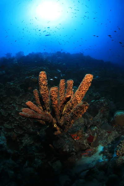 博内尔湾加勒比海中的褐色管状海绵 Agelas Conifera — 图库照片