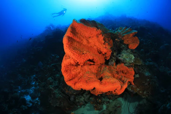 Orangefarbener Elefantenohrenschwamm Agelas Clathrodes Unter Wasser Der Karibik Von Bonaire — Stockfoto