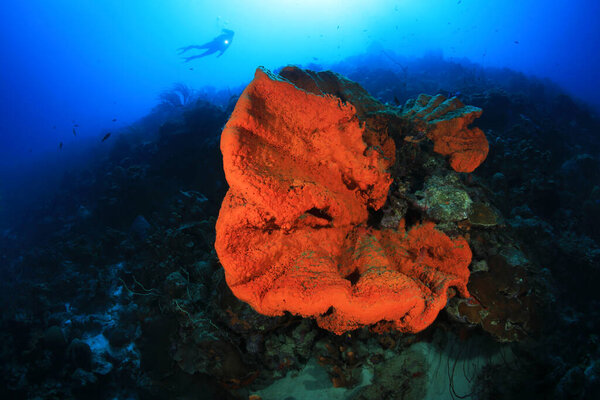 Orange elephant ear sponge (Agelas clathrodes) underwater in the caribbean sea of Bonaire