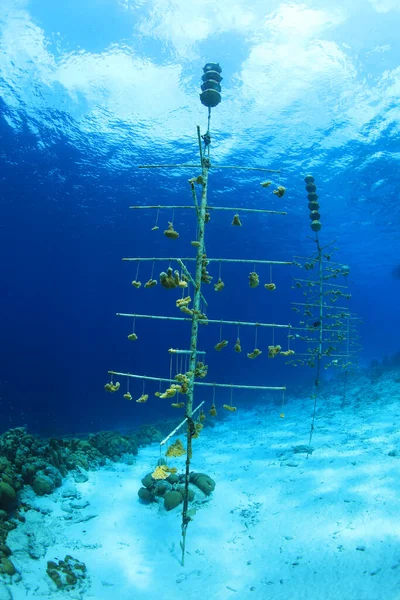 Aquaculture of corals underwater in tropical caribbean sea