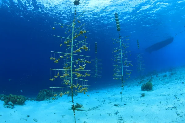 Acquacoltura Coralli Sott Acqua Nel Mare Dei Caraibi Tropicali — Foto Stock