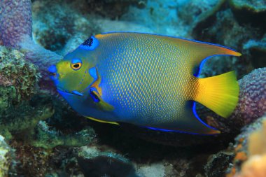 Kraliçe melek balığı (Holacanthus ciliaris) Karayipler 'in Bonaire denizinde su altında 