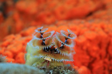 Güzel Noel ağacı solucanı (Spirobranchus giganteus) Karayip denizinde suyun altında 