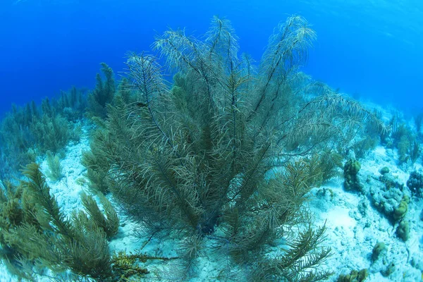 Sea floor and beautiful soft corals underwater in the caribbean sea