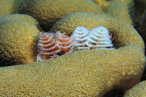 Piękne Choinkowe Robaki Spirobranchus Giganteus Pod Wodą Morzu Karaibskim — Zdjęcie stockowe