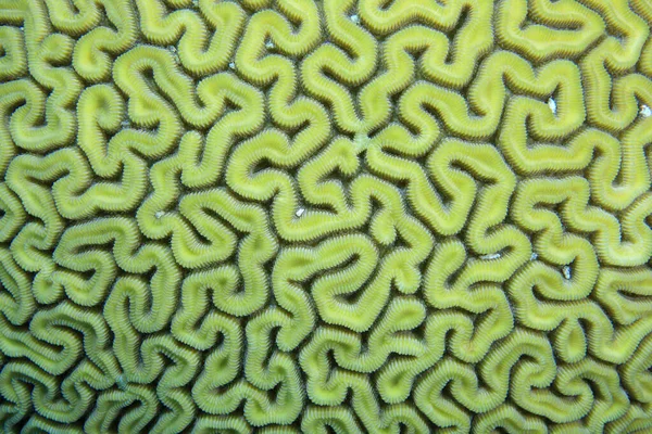 加勒比海石珊瑚结构的特写 — 图库照片