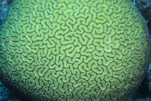 Корал Diploria Labyrinthiformes Під Водою Карібському Морі Бонайре — стокове фото
