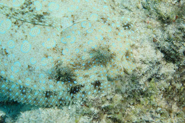 Peacock Flounder Fish Bothus Lunatus Camouflaged Sandy Bottom Caribbean Sea — Stock Photo, Image