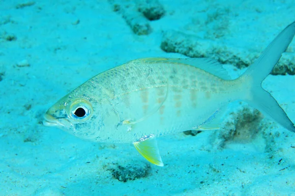 Peces Mojarra Aleta Amarilla Gerres Cinereus Bajo Agua Aguas Poco Fotos De Stock