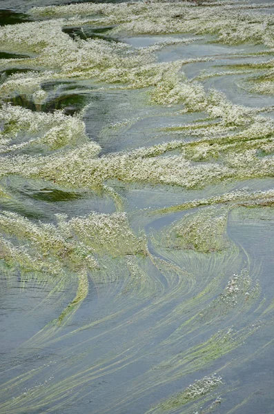 Bloeiende rivier onkruid — Stockfoto