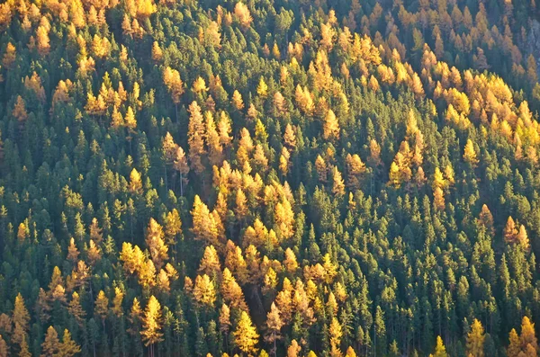 Mountain larches in the autumn — Stock Image Mountain larches in the autumn Stock Picture