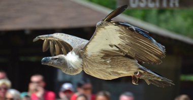  bir Şahinle ekranda uçan akbaba