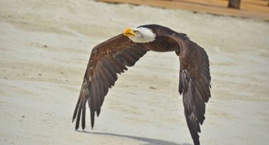 Kel kartal uçar 