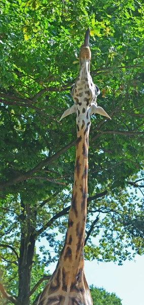 A giraffe uses its very long neck — Stock Photo, Image