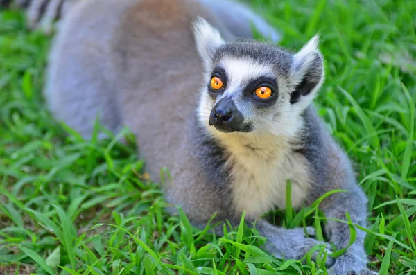 A ring-tailed Lemur — Stock Photo, Image