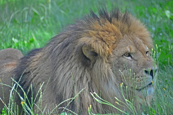 Een mannelijke leeuw liggend in het gras — Stockfoto