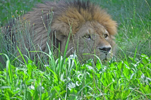 Erkek aslan çim gizleme — Stok fotoğraf