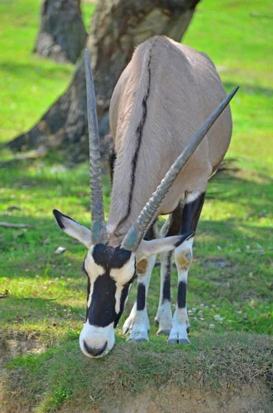 Die langen Hörner des afrikanischen Oryx — Stockfoto