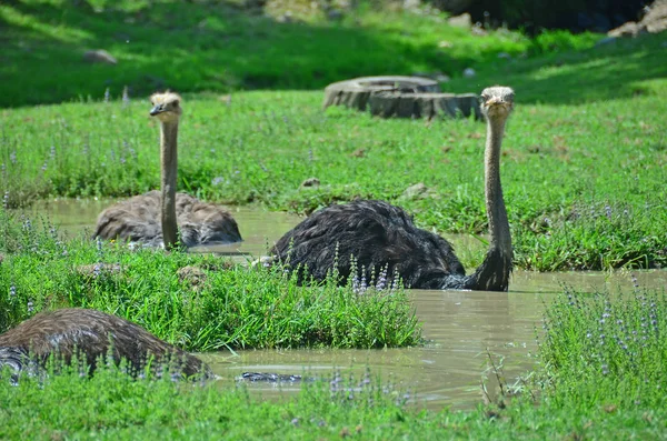 Ostriches taking a bath — Stock Photo, Image
