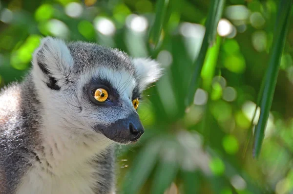 Lemur białogłowy — Zdjęcie stockowe