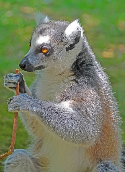 Un lémur de cola anillada —  Fotos de Stock