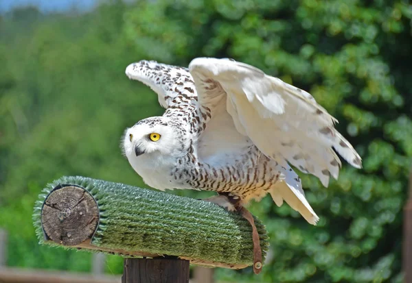 Eine Schneeeule bereitet sich auf ihren Abflug vor — Stockfoto